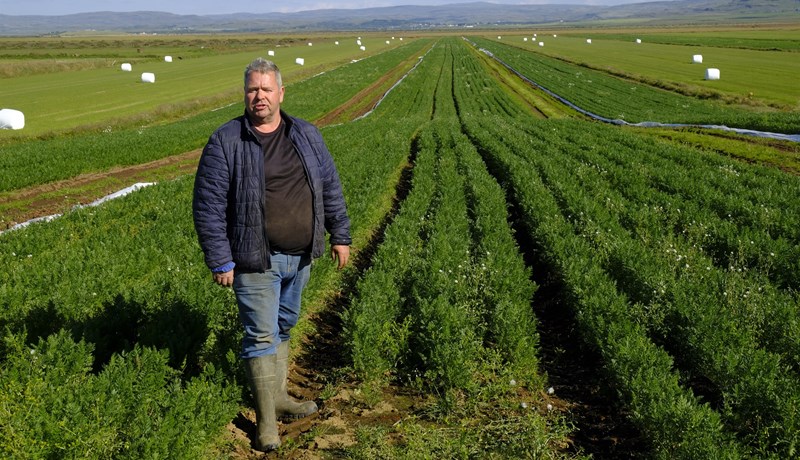 Stutt við nýjar ræktunaraðferðir í grænmetisframleiðslu