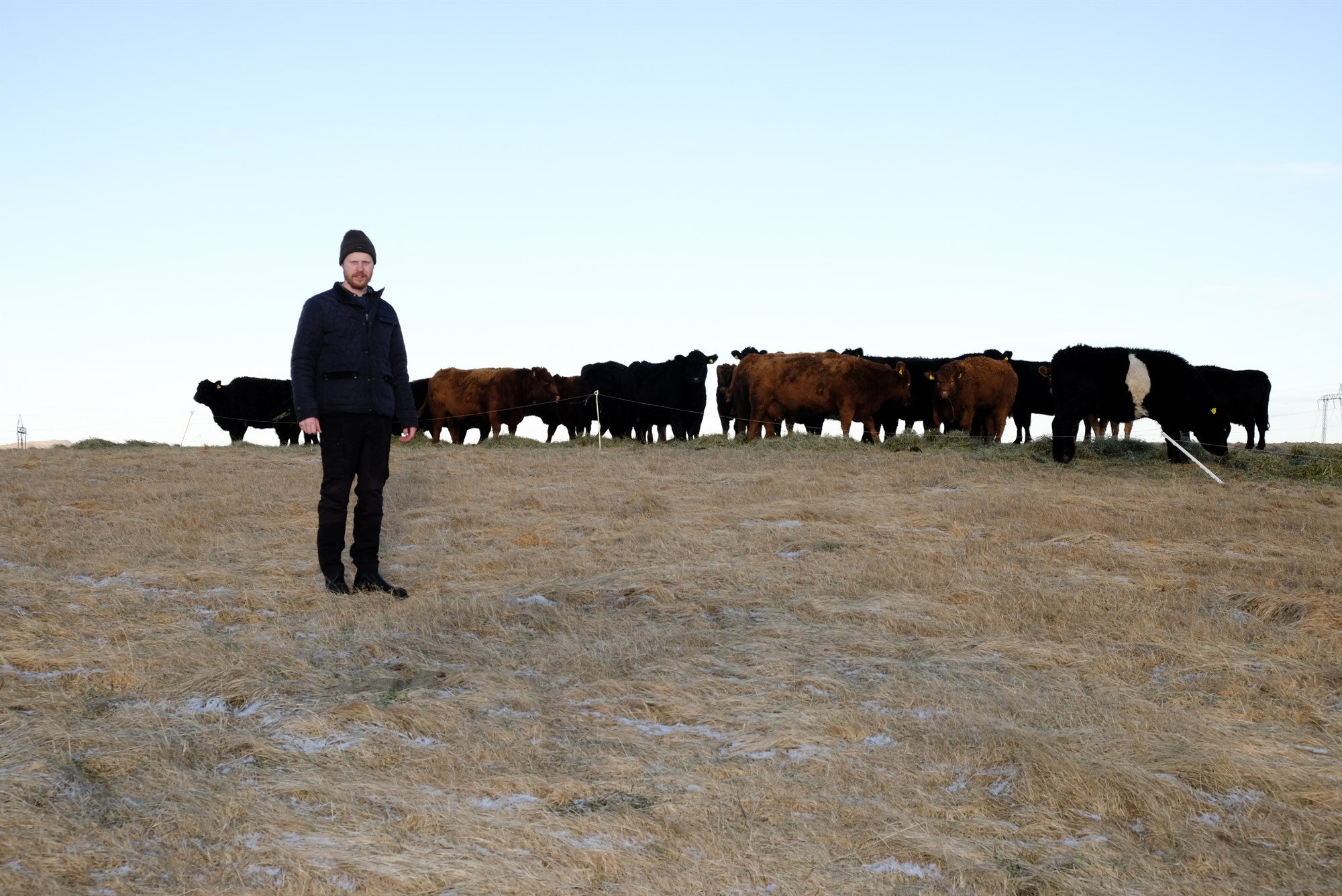 Framúrskarandi árangur í Lækjartúni hvað varðar vaxtarhraða  ungneyta