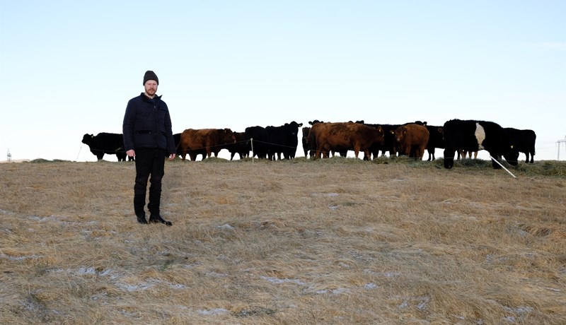 Framúrskarandi árangur í Lækjartúni hvað varðar vaxtarhraða ungneyta