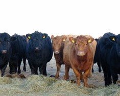 Tap af nautaeldi nam 19 krónum á hvert framleitt kíló