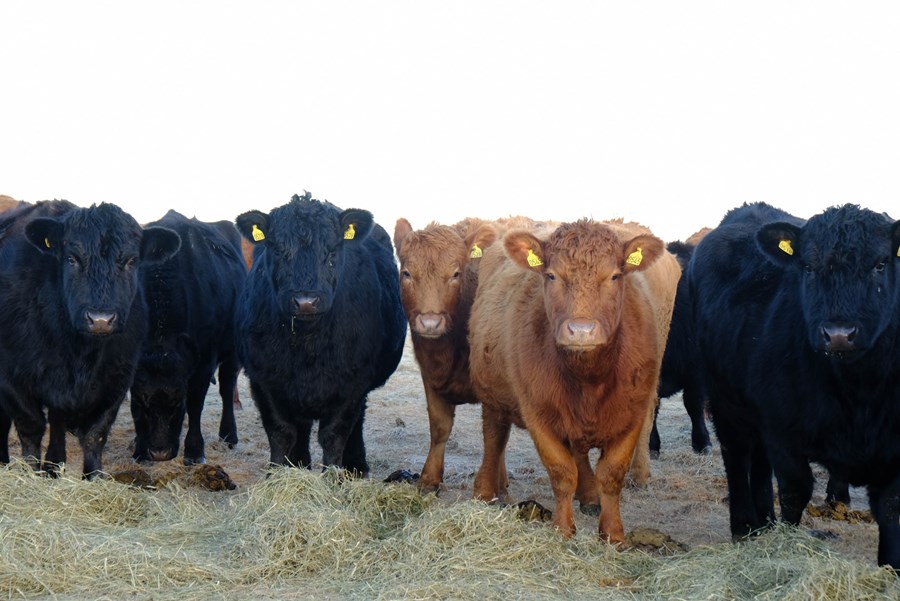 Jákvæðari rekstrarhorfur eru fyrir nautakjötsframleiðslu í landinu þó enn sé hún rekin með nokkru tapi.