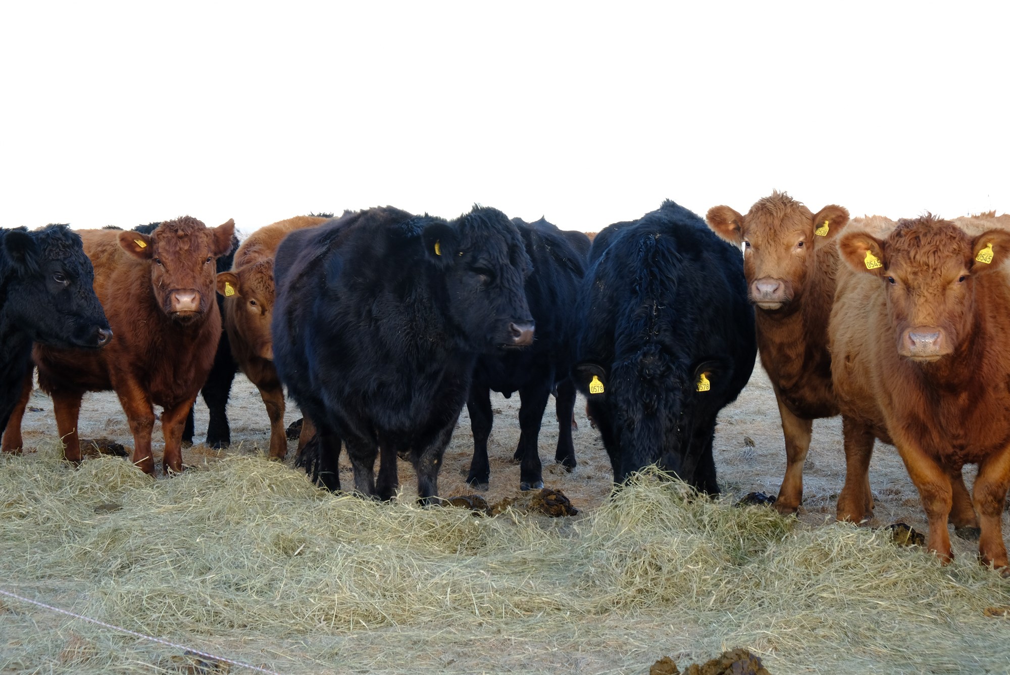 Bændur greiddu 99 krónur með hverju framleiddu kílói árið 2023