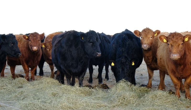 Bændur greiddu 99 krónur með hverju framleiddu kílói árið 2023