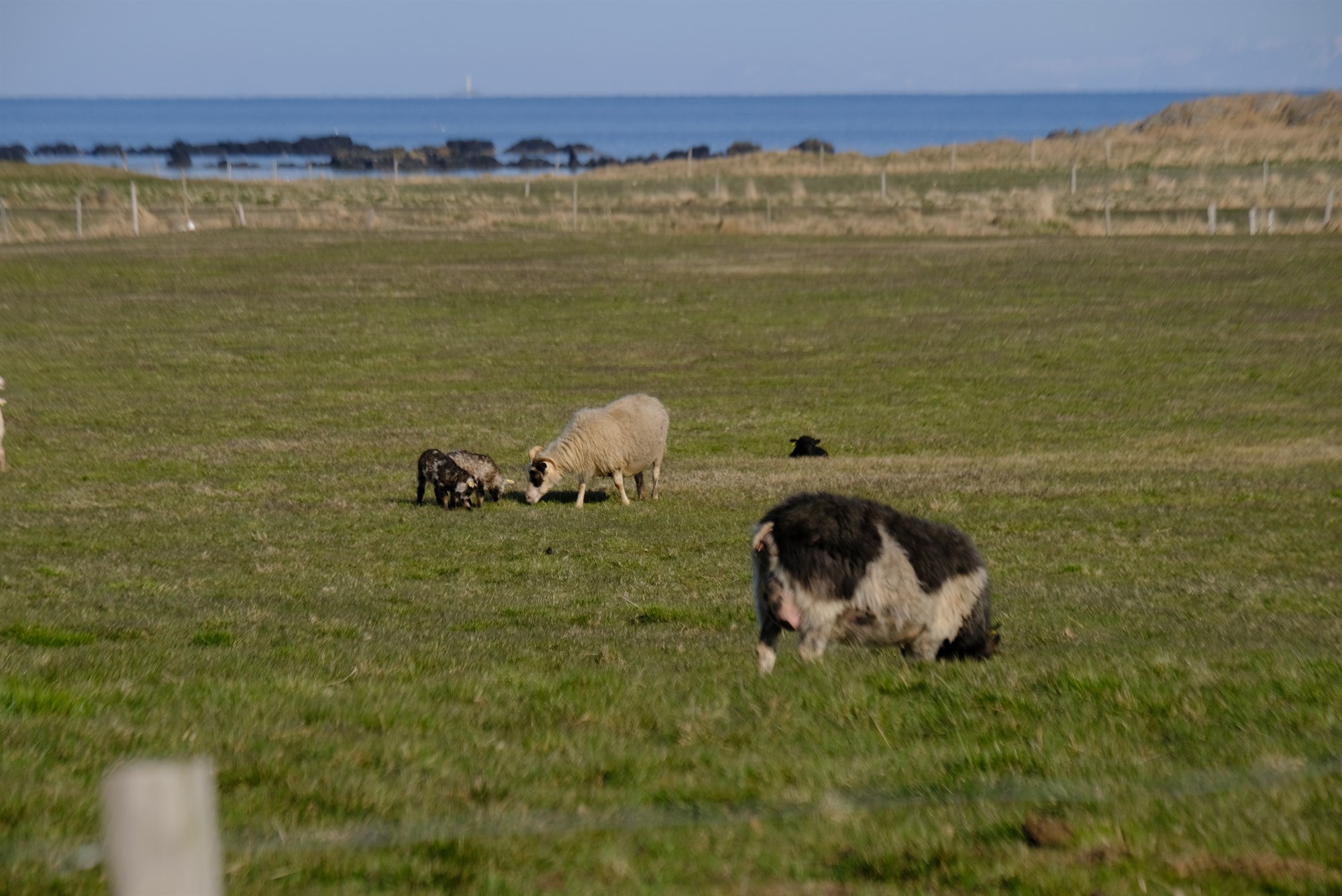 Tveir bæir bætast við lista garnaveikisbæja