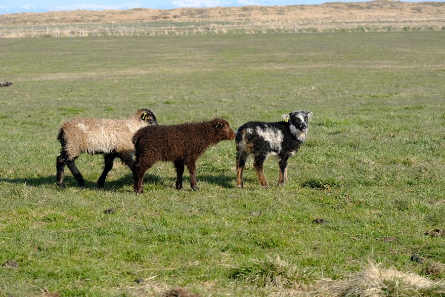 Ísland hefur haft undanþágu frá því að innleiða þann hluta löggjafar Evrópusambandsins um heilbrigði dýra sem snýr að búfjárrækt.