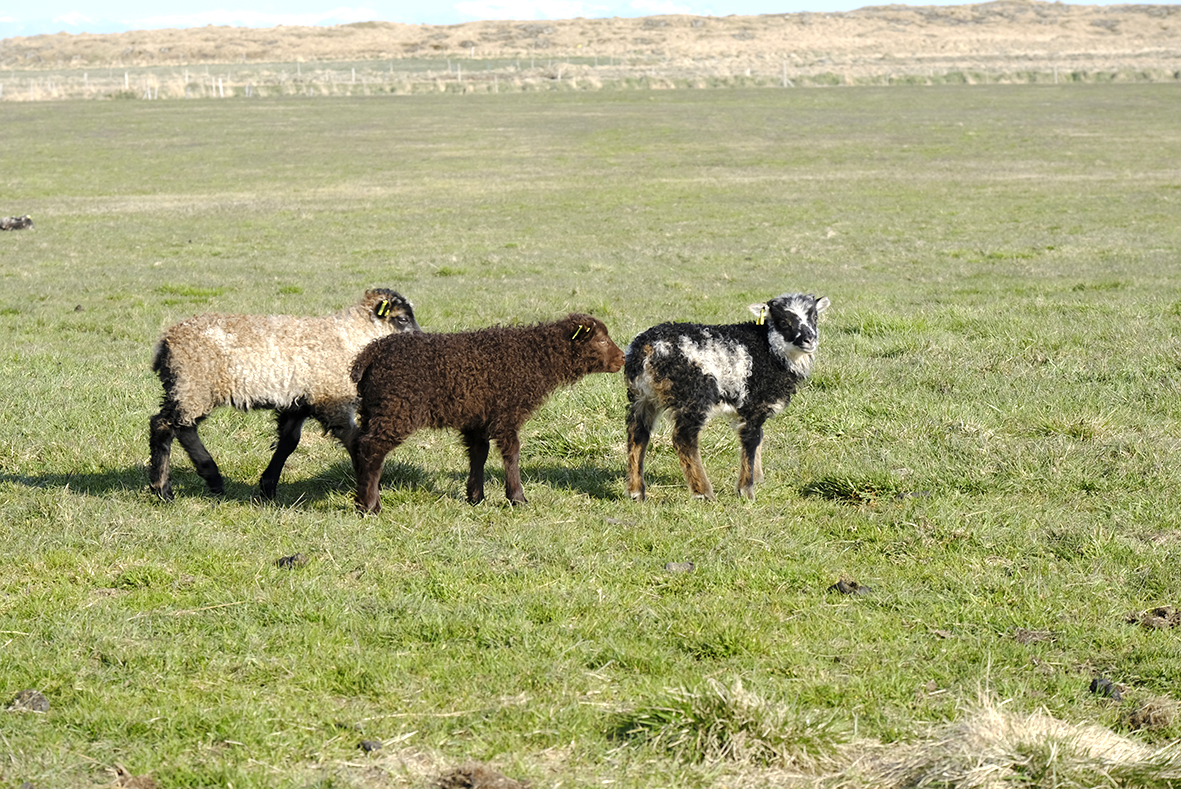 Um 5% fækkun sauðfjár