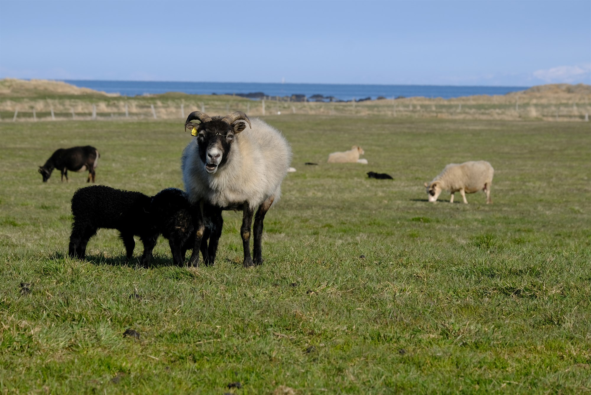 Úreltar riðuvarnir