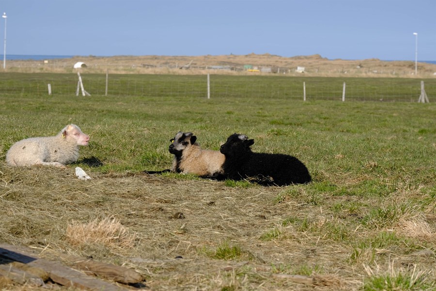 Með nýjum verklagsreglum er heimilt að flytja lömb með fleiri mögulega verndandi arfgerðir frá ósýktum riðuhólfum.