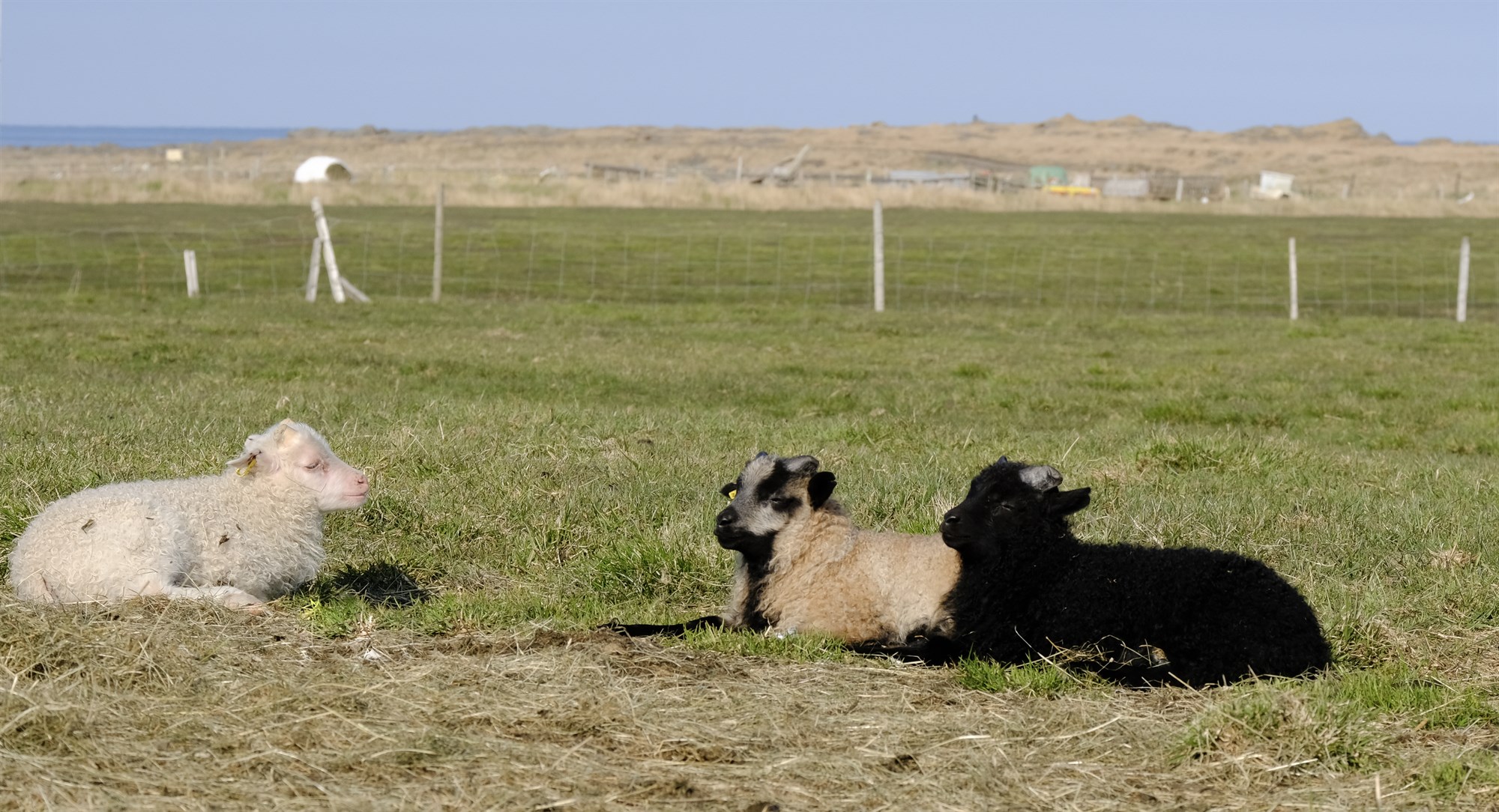 Fundið fé – aukin verðmæti út úr sauðfjárræktinni