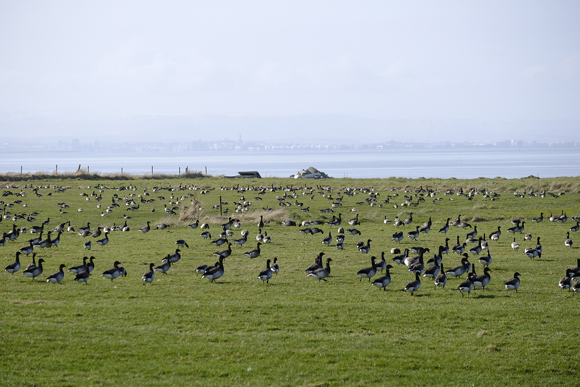 Fuglaflensa breiðist út