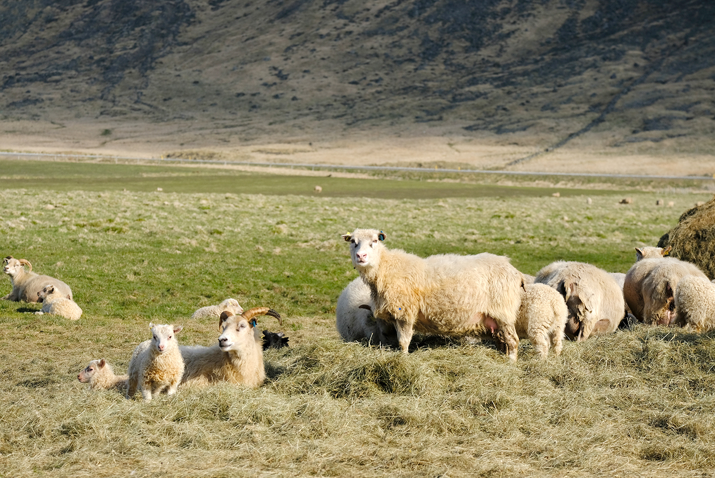 Niðurtröppun greiðslumarks að hefjast