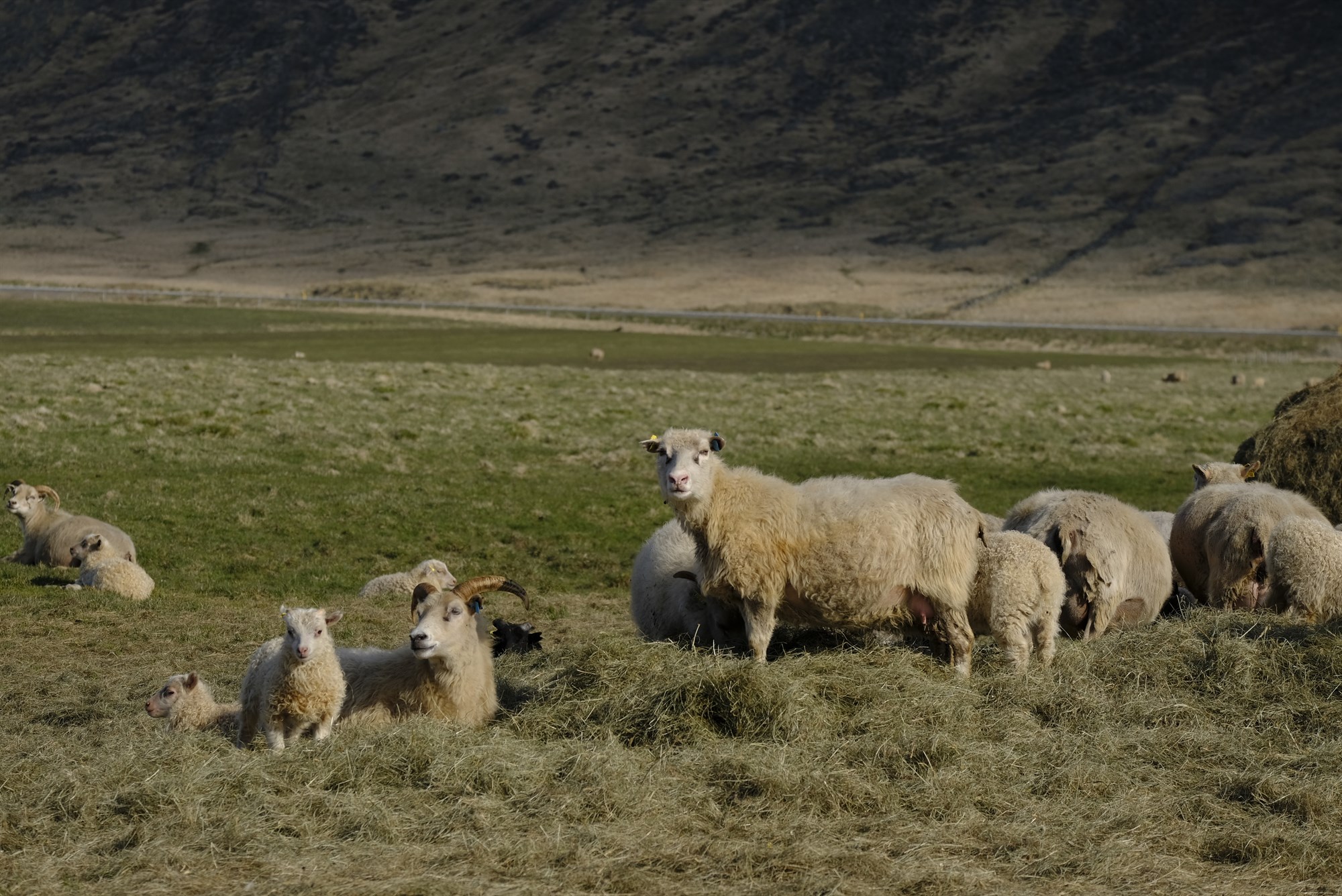 Bætt afkoma sauðfjárbænda felst meðal annars hagræðingu á afurðastöðvastigi