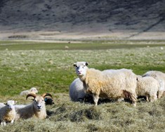 Riðuveiki útrýmt með verndandi arfgerðum