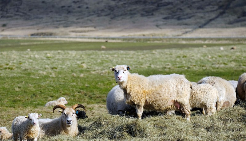 Riðuveiki útrýmt með verndandi arfgerðum