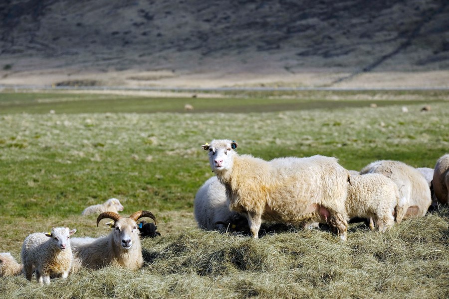 Ný reglugerð um riðuveiki í fé hefur tekið gildi með nýrri nálgun við útrýmingu á riðuveiki í fé.
