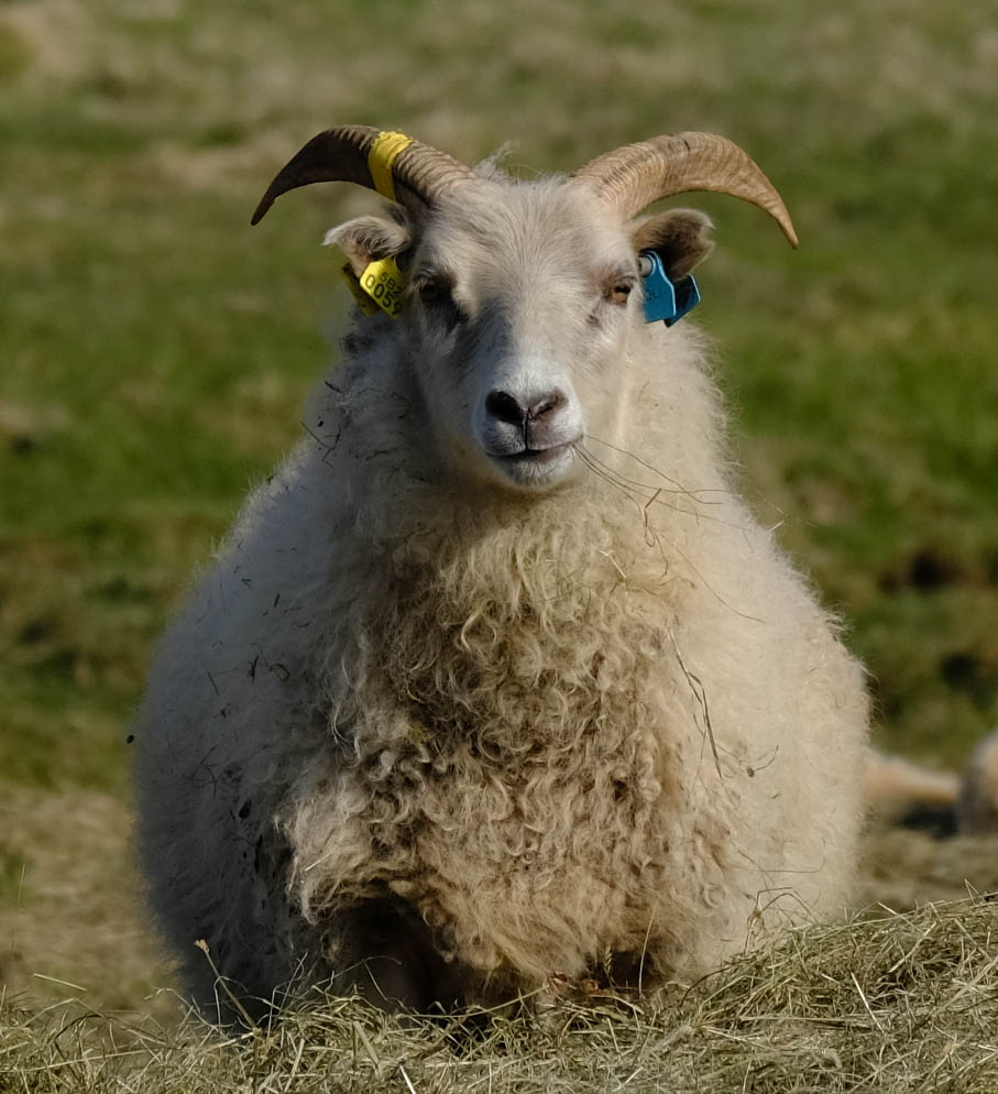 Beðið útgáfu reglugerðar um eyrnamerki í sauðfé