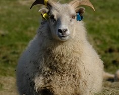 Beðið útgáfu reglugerðar um eyrnamerki í sauðfé