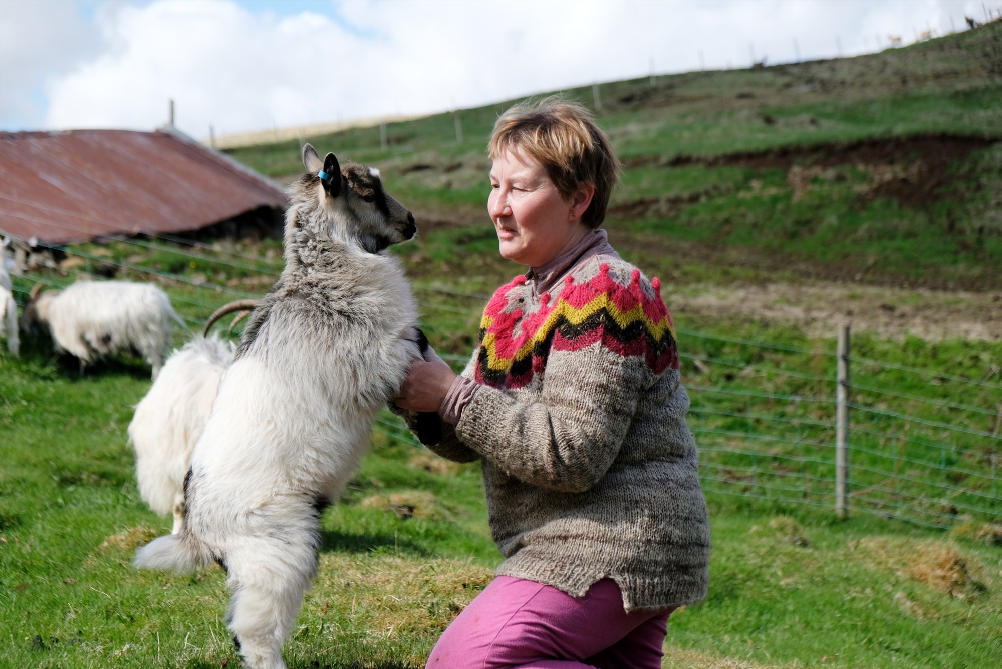 Óviðunandi þjónusta sláturhúsanna við geitabændur