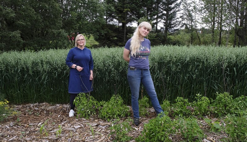 Affallsvatn í Elliðaárdal nýtt til tilraunaræktunar á matjurtum