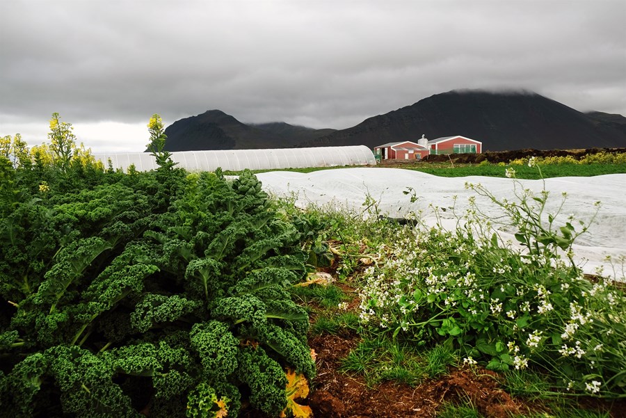 Útiræktunin í Narfaseli er stunduð á fjórðungi úr hektara lands, en stefnan er að tvöfalda það fyrir næsta ár. Hafnarfjall í baksýn. 