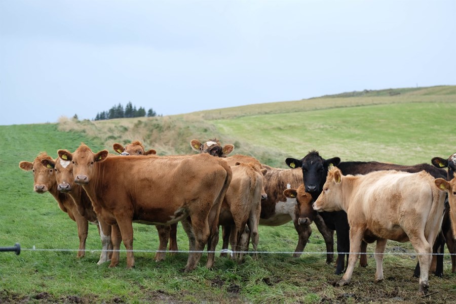 Bændasamtök Íslands telja nauðsynlegt að samningsmarkmið Íslands liggi skýrt fyrir áður en að þjóðin gengur til kosninga. 