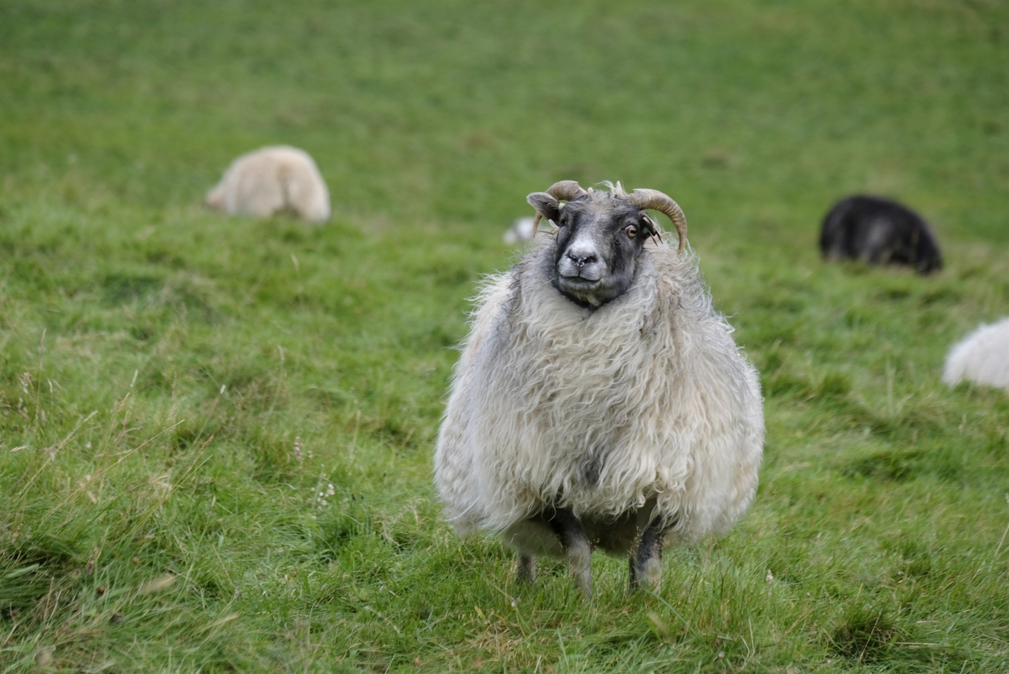 Ný nálgun í vörnum gegn dýrasjúkdómum