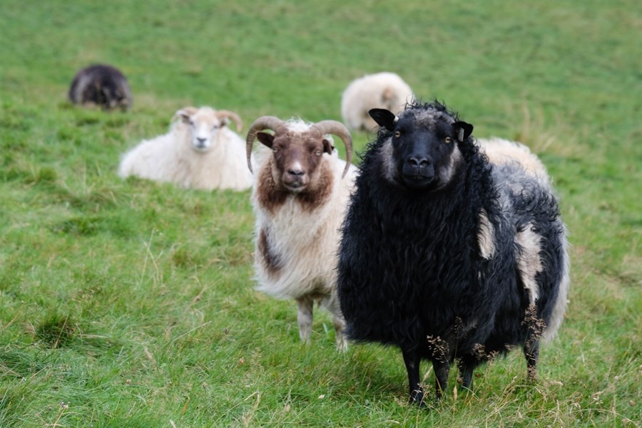 Eðlisbreyting verður á nálgun við útrýmingu riðuveiki í sauðfé. Horfið er frá því að reyna að útrýma smitefninu sjálfu, í staðinn verður megin áherslan lögð á að útrýma veikinni með ræktun fjárstofns sem ber verndandi arfgerðir gegn riðusmitefninu
