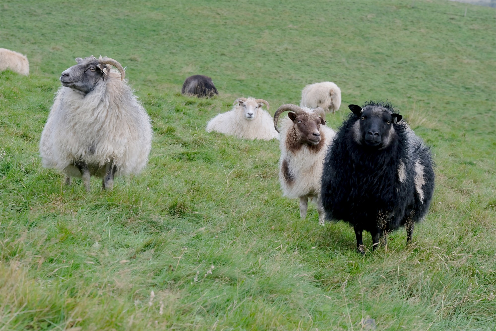 Sigurborg mótar nýja heildarstefnu í dýraheilsumálum
