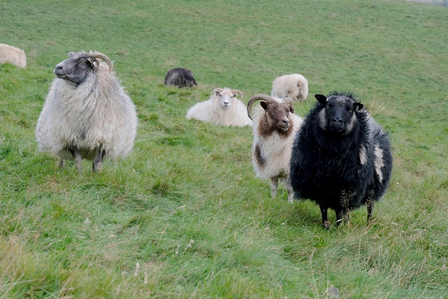 Markmiðið er að farið verði að líta á dýraheilsu á heildrænum grunni.
