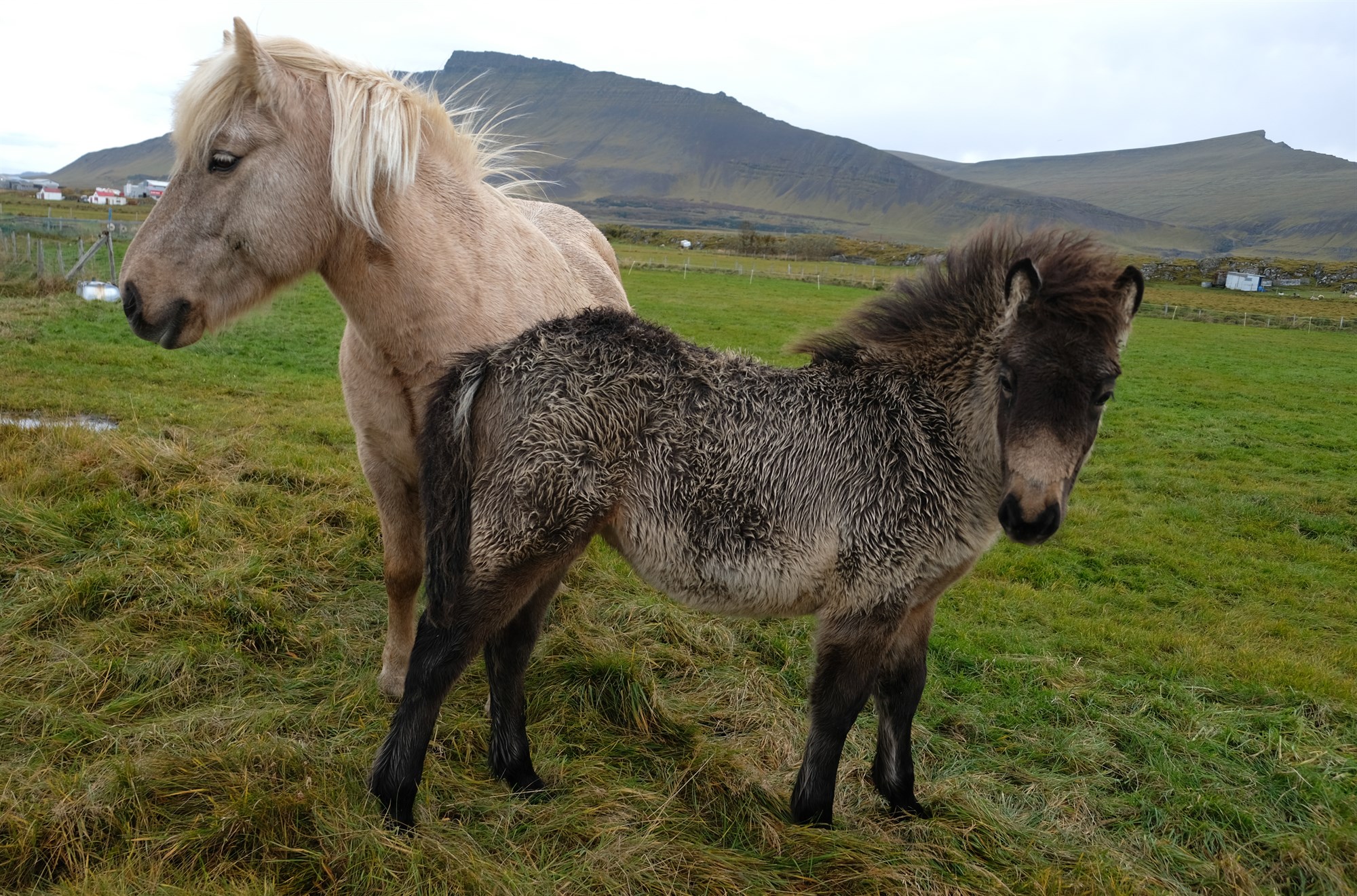 Stöðugur samdráttur í hrossaútflutningi