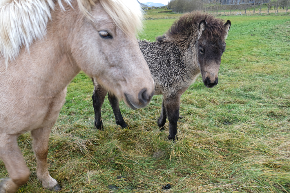 Starfshópur fjallar um blóðtöku á fylfullum hryssum