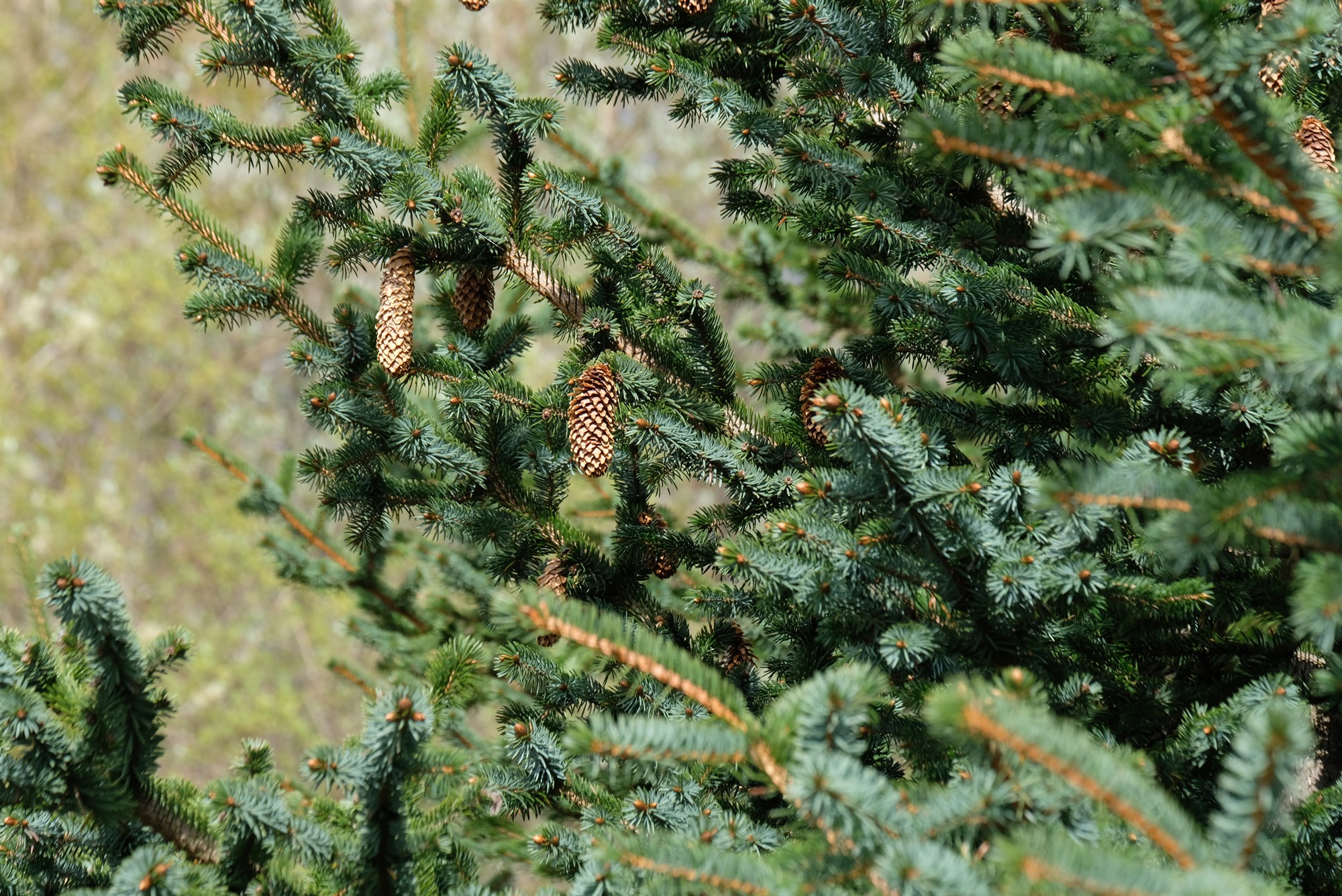 Kolefnismarkaðir fá lagalega umgjörð