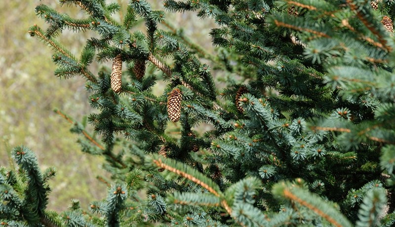 Kolefnismarkaðir fá lagalega umgjörð