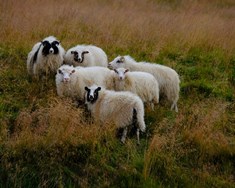 Ekki sjálfgefið að framleiðslan nægi fyrir innanlandsþörf