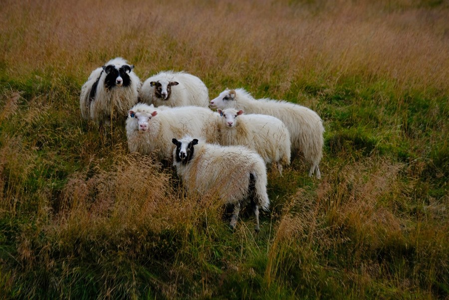 Ekki sjálfgefið að framleiðslan nægi fyrir innanlandsþörf