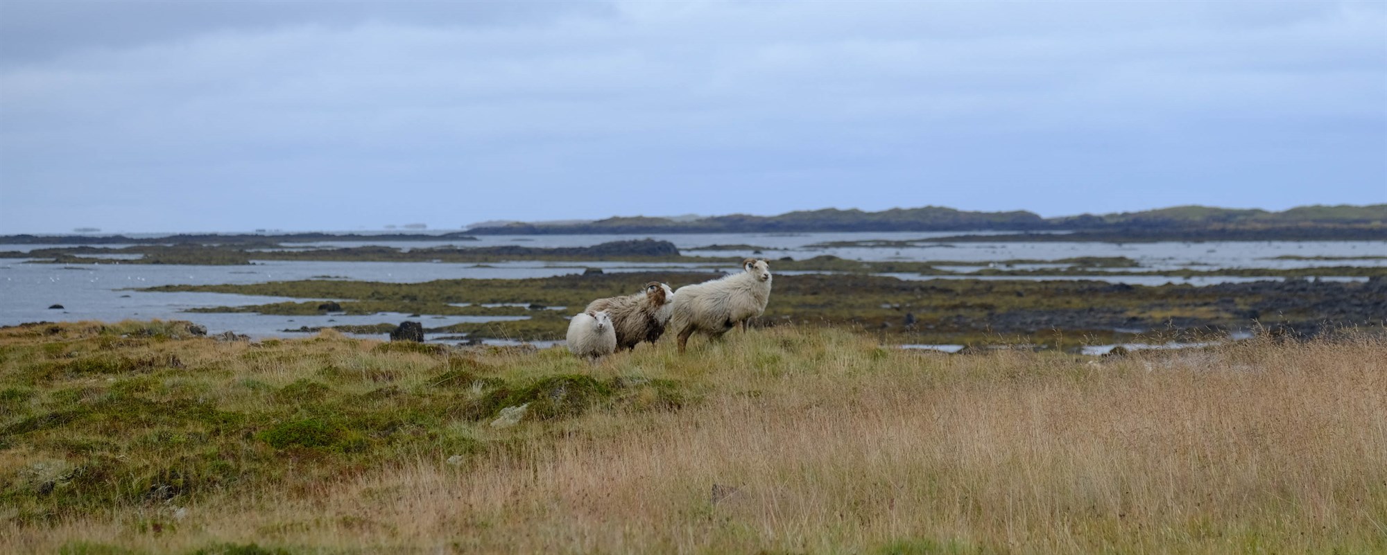 Nýjar reglur um flutning yfir varnarlínur