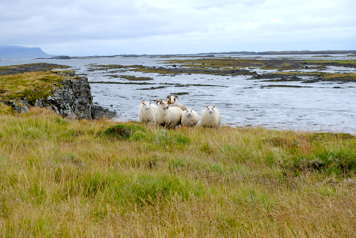 Umsagnarfrestur framlengdur