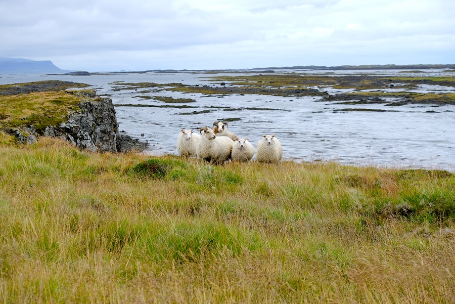 Landsáætlun um riðuveiki liggur enn í samráðsgátt.