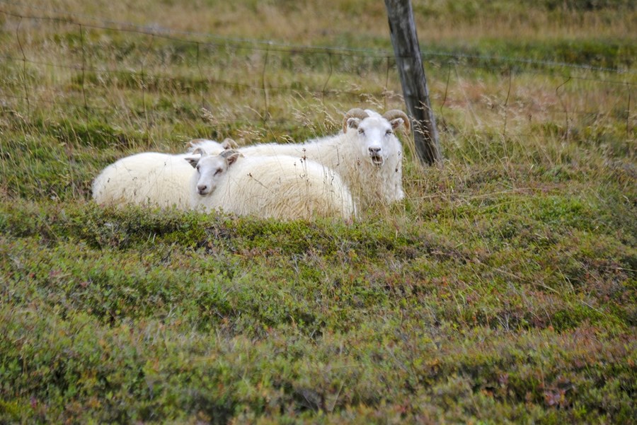Með lagabreytingum á vörnum gegn dýrasjúkdómum er verið að opna á möguleikann að nýta ræktun sem varnaraðgerð gegn sjúkdómum og þar með að innleiða innleiða tillögur sem voru lagðar fram í sameiginlegu stefnuskjali stjórnvalda og bænda, „Landsáætlun um útrýmingu sauðfjárriðu“