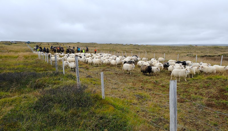 Vel gengur að rækta riðuþolið sauðfé