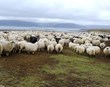 Áfram búist við fækkun sláturfjár á milli ára