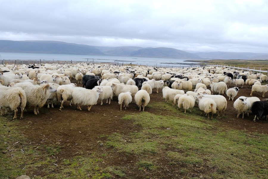 Sauðfé heldur áfram að fækka á Íslandi. 