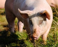 Lagaleg óvissa um áhrif nýrra búvörulaga