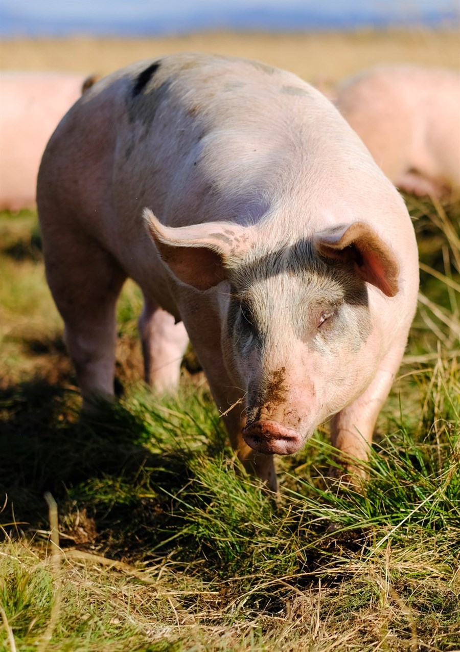 Gagnrýnt er í umsögnum að samstarfsheimildir fyrir afurðastöðvar í slátrun nái ekki til alifugla- og svínaslátrunar.
