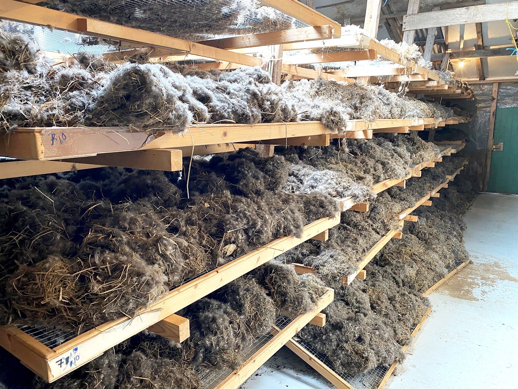 Æðardúnn á uppleið