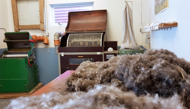 Misjöfn afkoma æðarbænda á landinu eftir sumarið