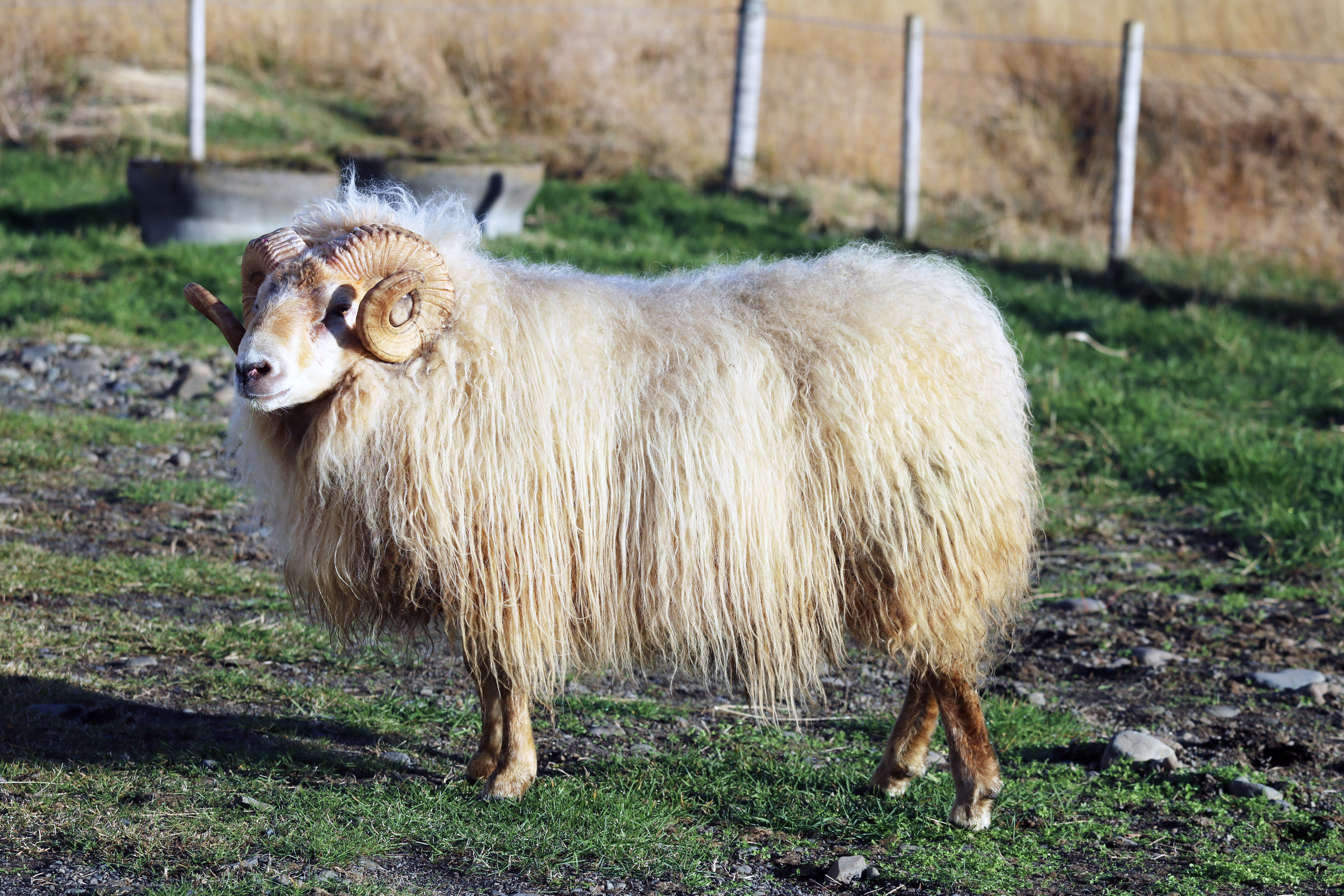 Bændur verðlaunaðir fyrir kynbótahrúta