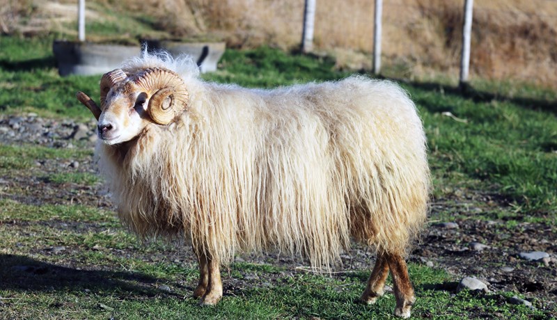 Bændur verðlaunaðir fyrir kynbótahrúta