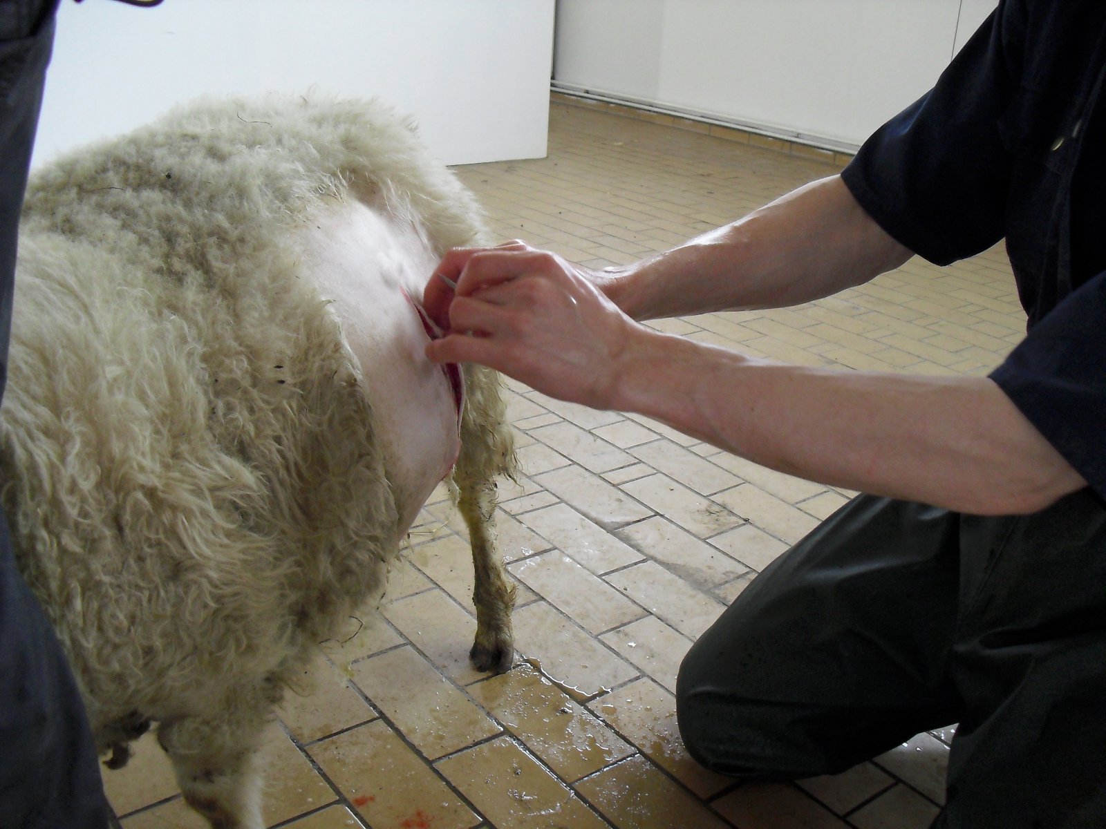 Rofar til með dýralækna- þjón­ustu á Norðausturlandi