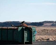 Dýrahræ áfram urðuð í miklum mæli